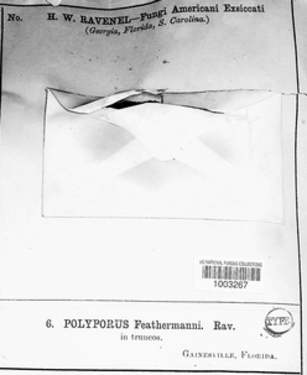 Polyporus feathermannii image